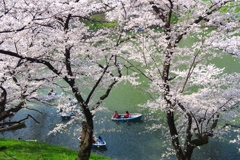 桜を愛でるボート
