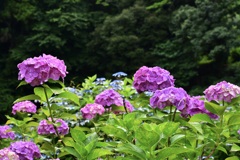 紫陽花　昭和の森にて