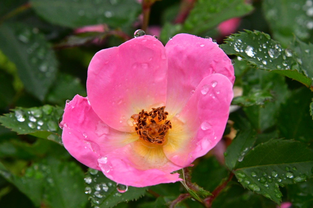 雨天のバラ園