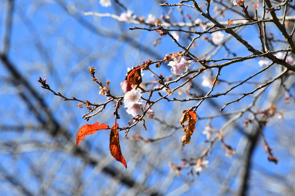 寒桜