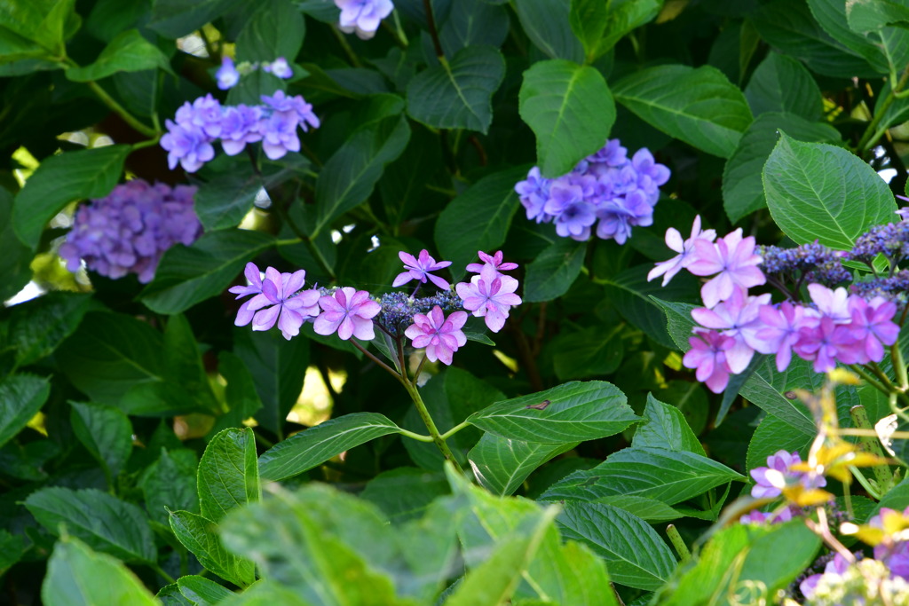 ガクアジサイの花言葉は「冷静」「辛抱強さ」