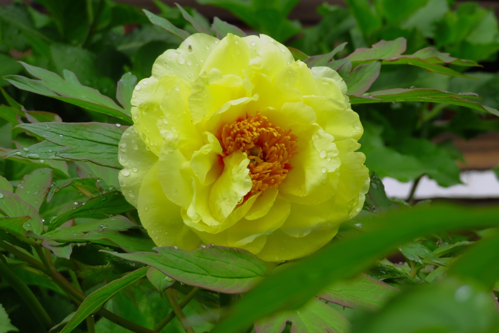 雨上がりの黄色い牡丹