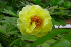 雨上がりの黄色い牡丹