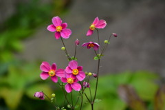 秋明菊