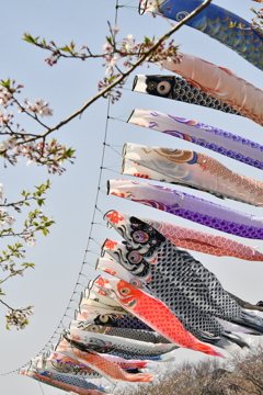 桜の季節に鯉のぼり