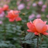 薔薇