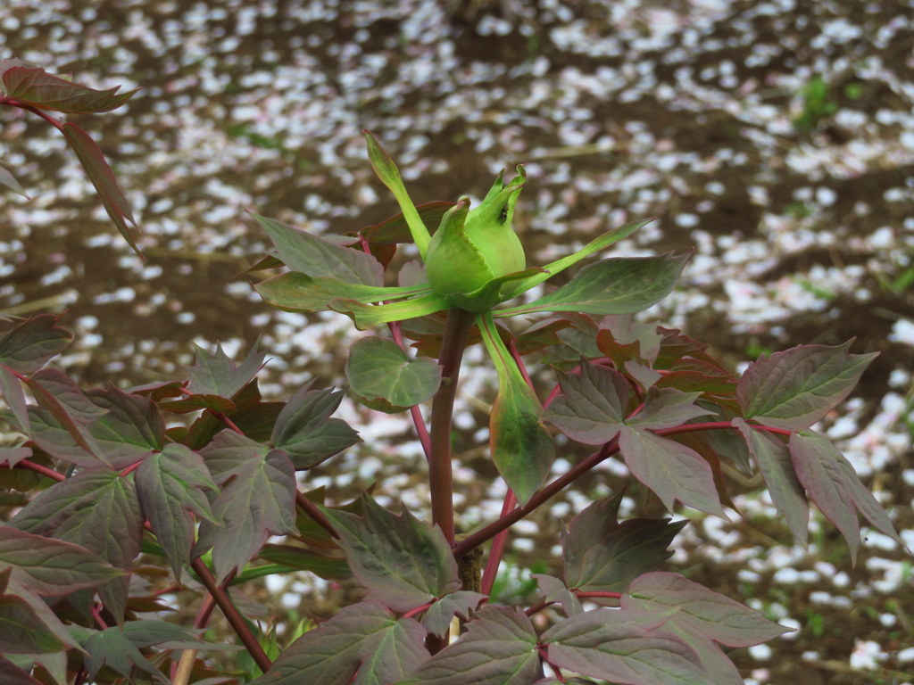 桜散る庭の牡丹