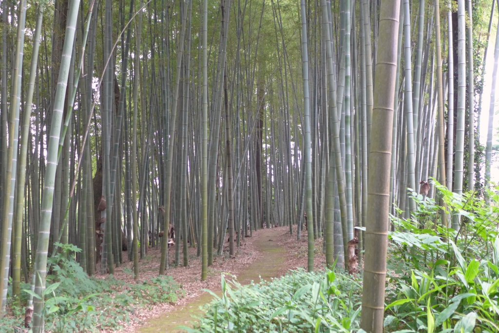 竹林