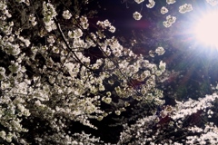 満開の頃の夜桜