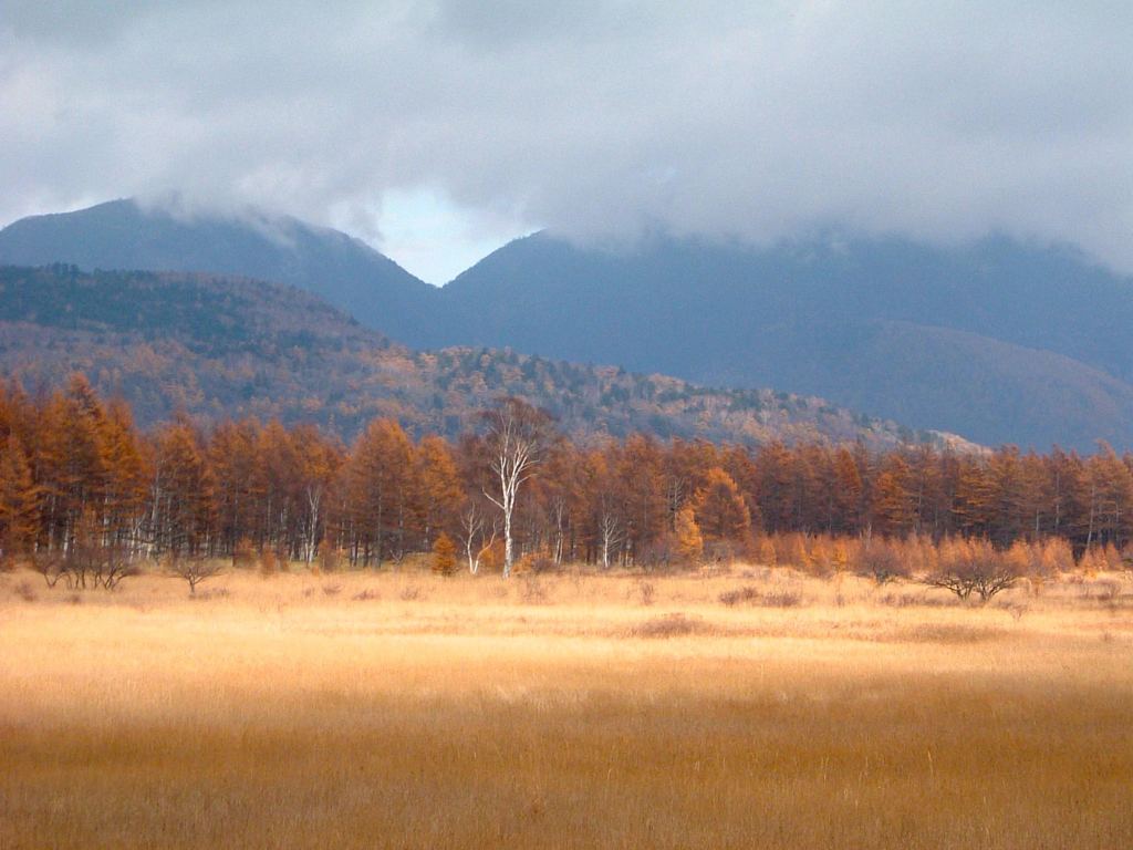 日光　小田代ヶ原