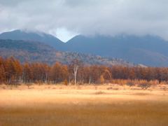 日光　小田代ヶ原