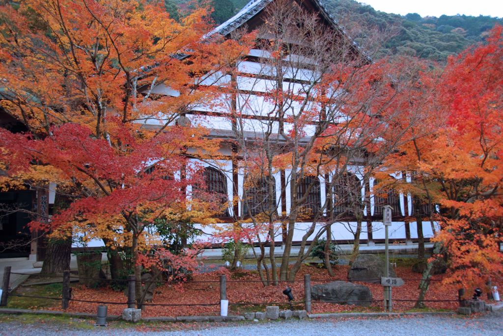 京都の紅葉　永観堂