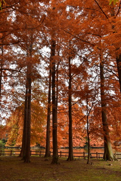 ラクショウの森
