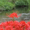 彼岸花　近所の小川