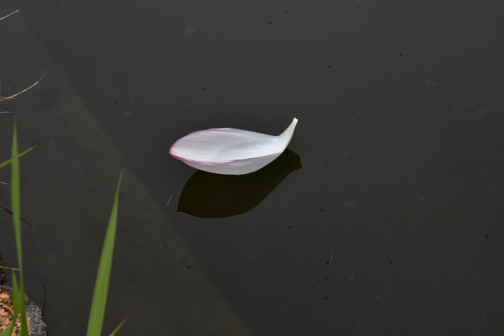 花びらボート