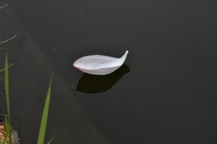 花びらボート
