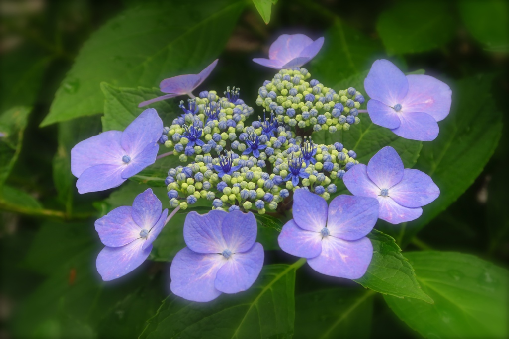 最後の紫陽花