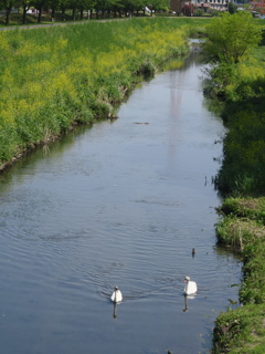 白鳥のいる小川