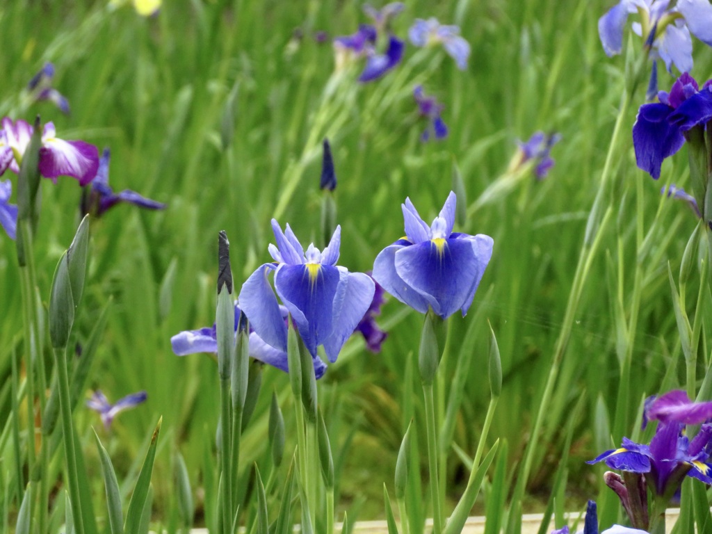 花菖蒲