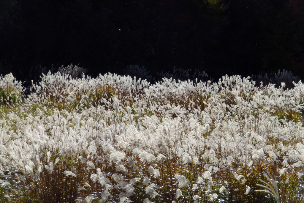 ススキの群生
