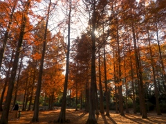 メタセコイアの紅葉