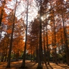 メタセコイアの紅葉