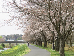 咲き始めました