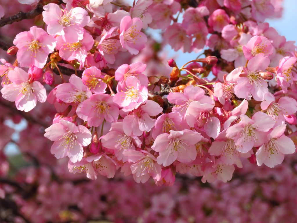 河津桜　その１　満開