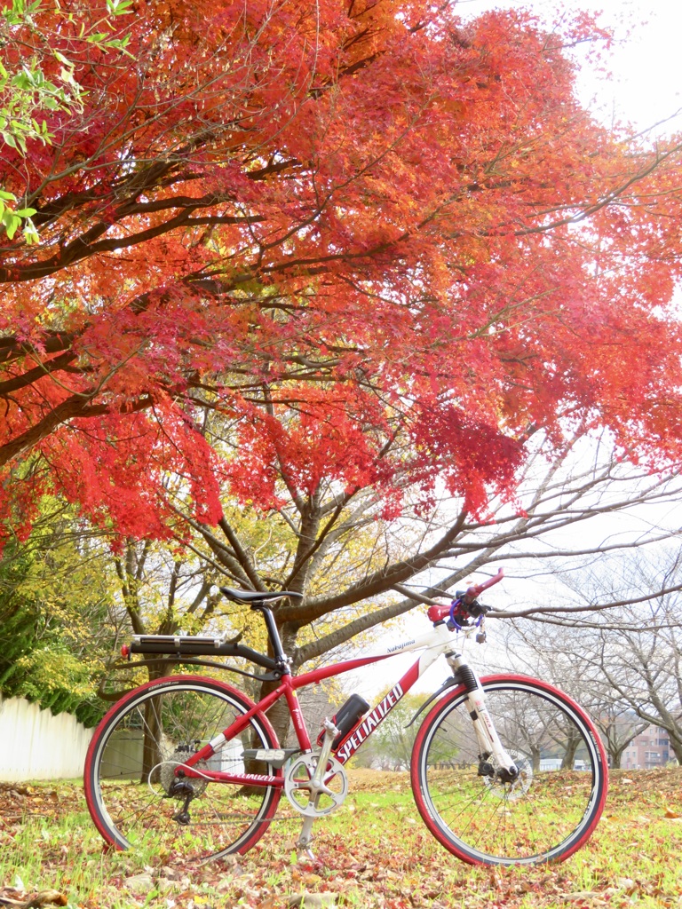 紅葉と自転車