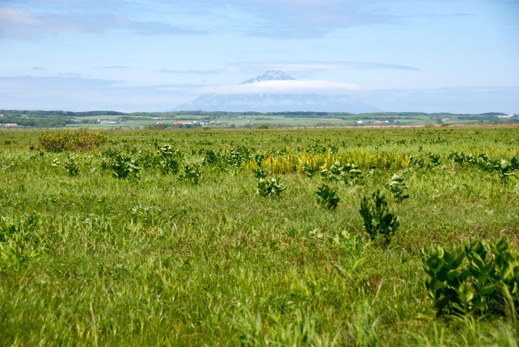 サロベツ湿原からの利尻山