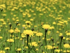 空き地の花