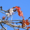 寒桜