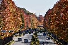 街路樹の紅葉