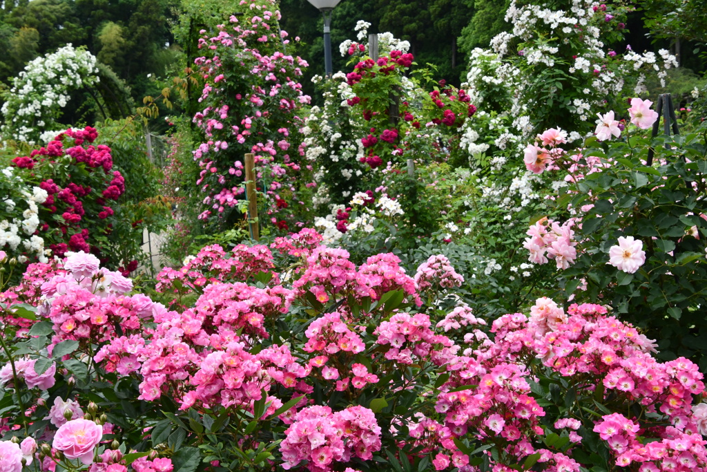 バラ園