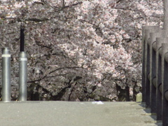 桜並木