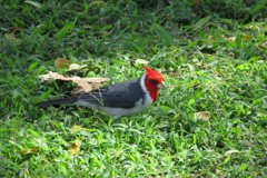 コウカンチョウ