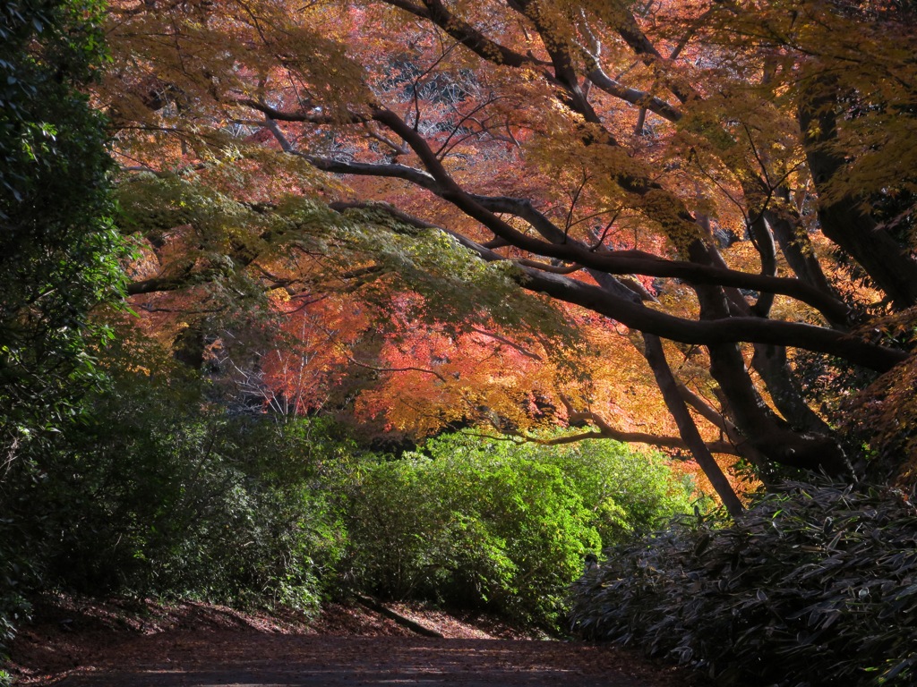 燃える紅葉