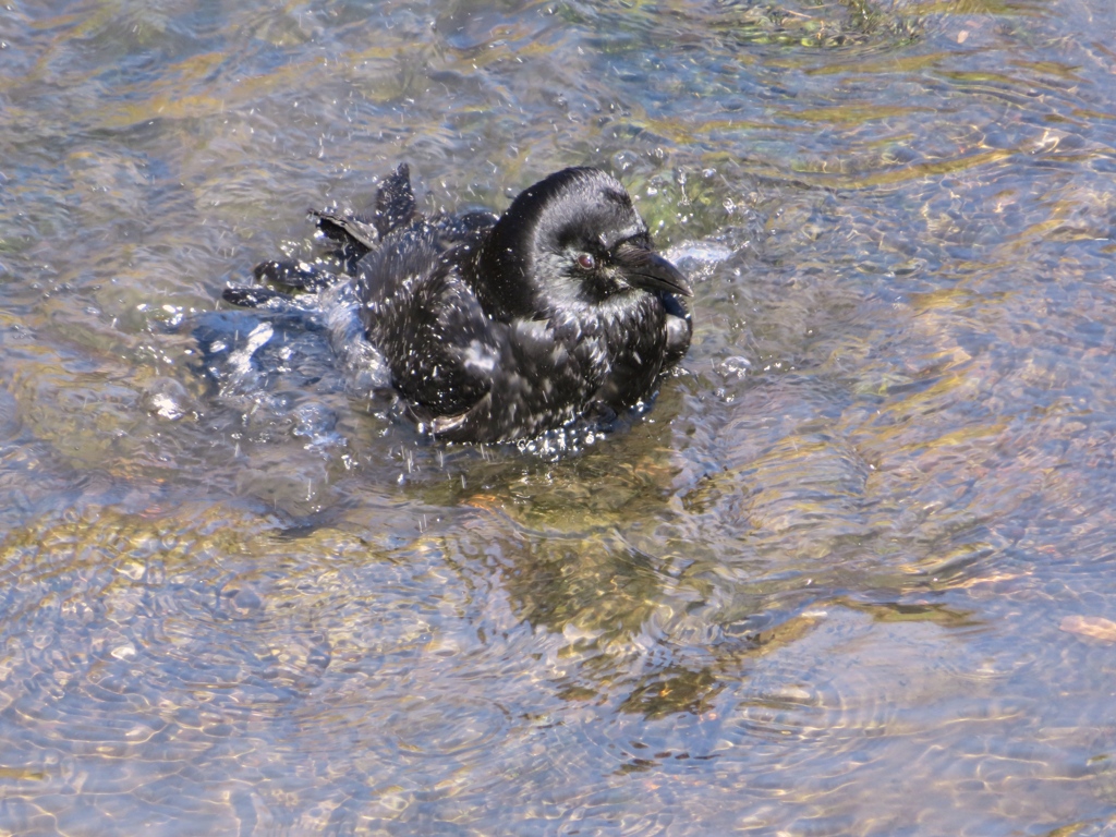カラスの行水