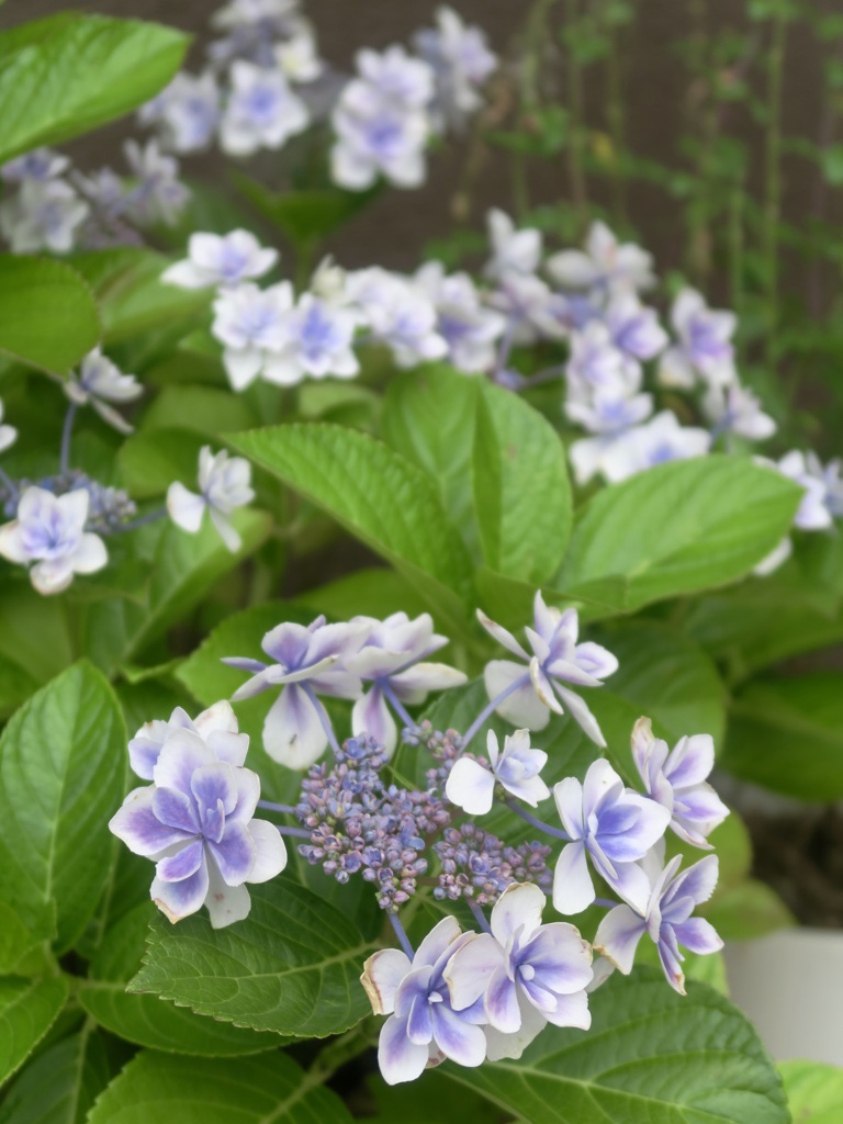 庭に咲いた紫陽花（金平糖）