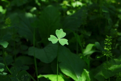 クローバーの中に