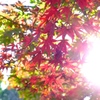 紅葉