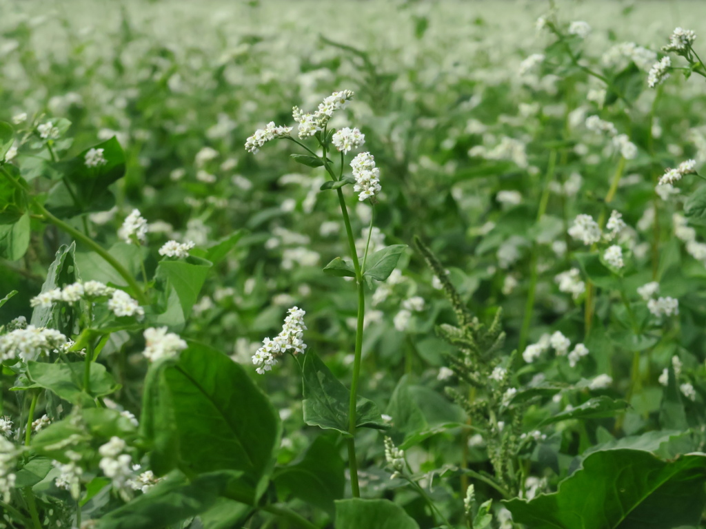 蕎麦の花