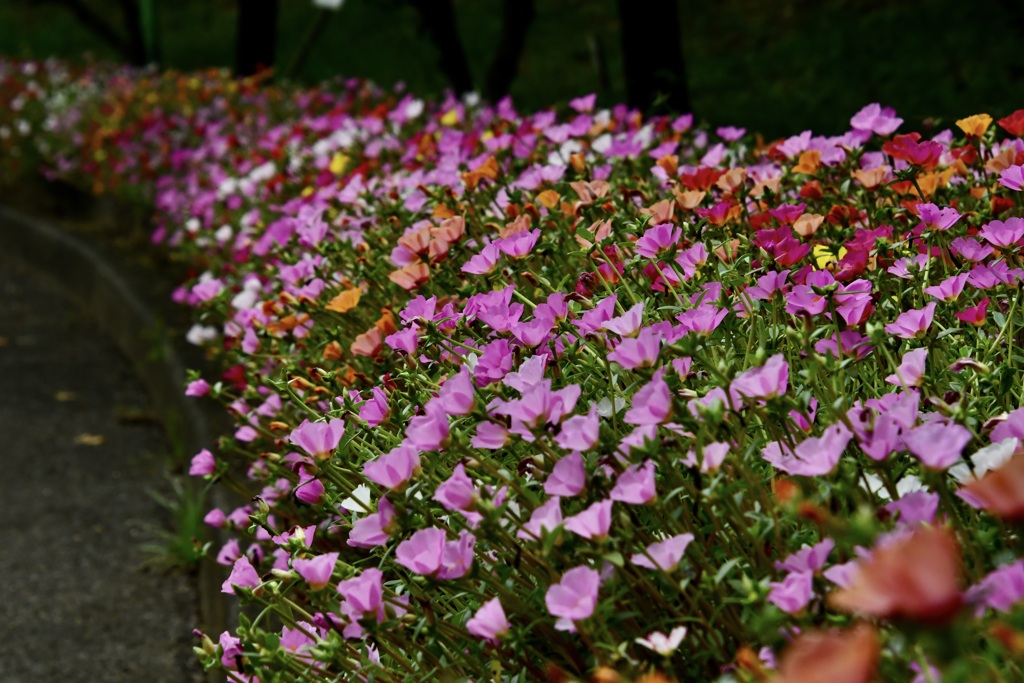 ポーチュラカの植え込み