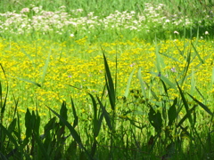 自然の花畑