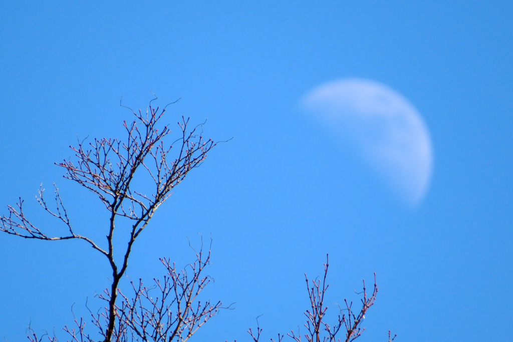 真昼の月