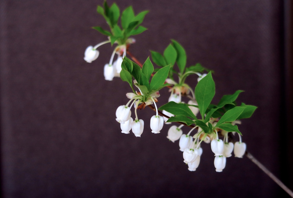 我が家のドウダンツツジ