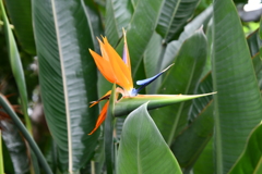 ストレリチア（極楽鳥花）