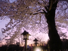 夜桜