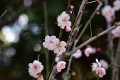 近くの梅林にて