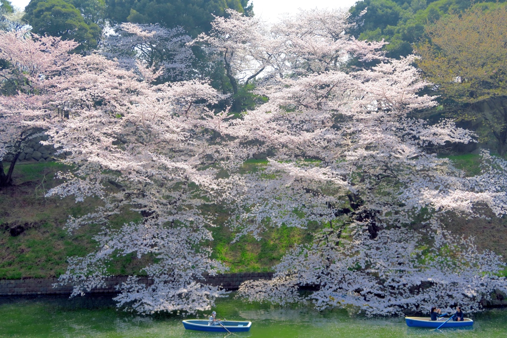 千鳥ヶ淵は満開です